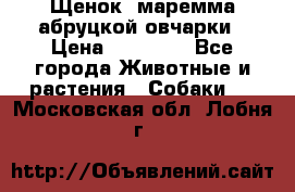 Щенок  маремма абруцкой овчарки › Цена ­ 50 000 - Все города Животные и растения » Собаки   . Московская обл.,Лобня г.